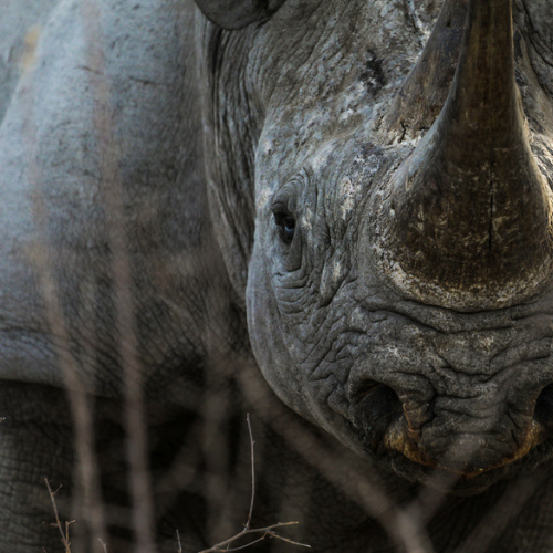 continents insolites namibie rhinos 5 jpg