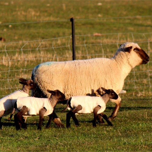 vacances à la ferme moutons mérinos nouvelle zélande continents insolites