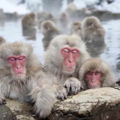 singes neige japon hiver continents insolites